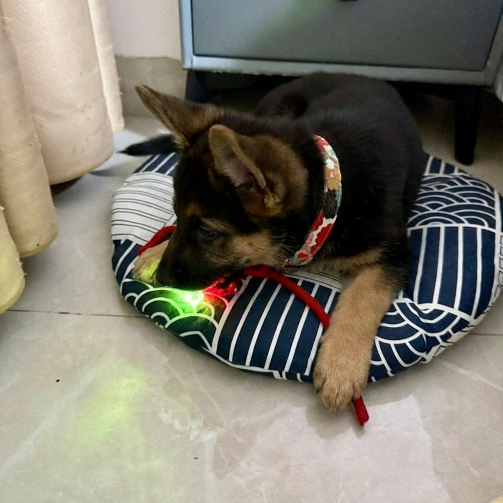 PawMate Automatic Dog Walker for All Breeds with Fast USB-C Charging | Indoor Exercise Solution for Active Pets 7