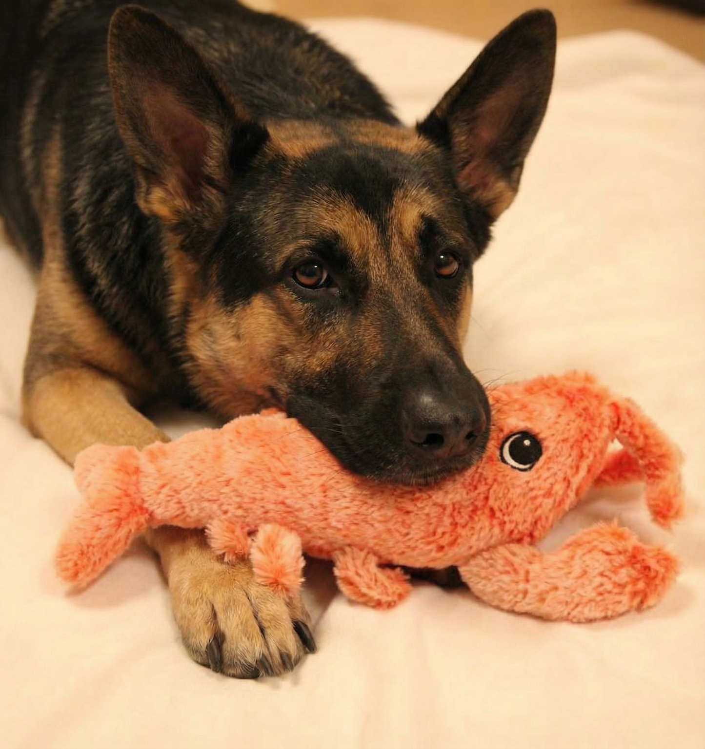 Ultimate_Toy_Variety_Pack___Engaging_Dog_Toys_with_Durable_Design___Stimulate_Playtime_for_Active_Dogs_6