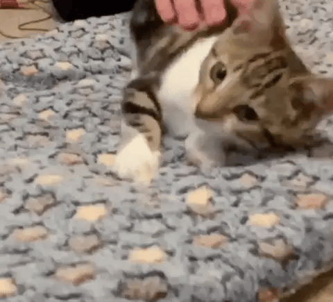 Cozy Collection | Dog Blanket for Couch with Padded Comfort ? Stylish Design for Stress Relief 3