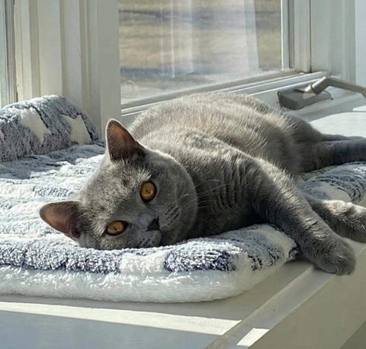 Cozy Collection | Dog Blanket for Couch with Padded Comfort ? Stylish Design for Stress Relief 5