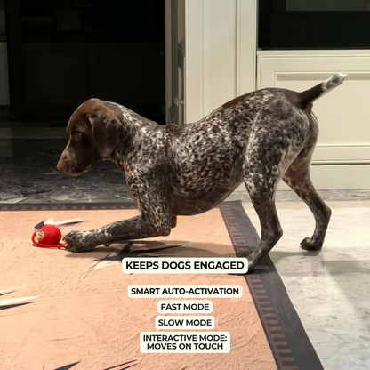 PawMate Automatic Dog Walker for All Breeds with Fast USB-C Charging | Indoor Exercise Solution for Active Pets 5